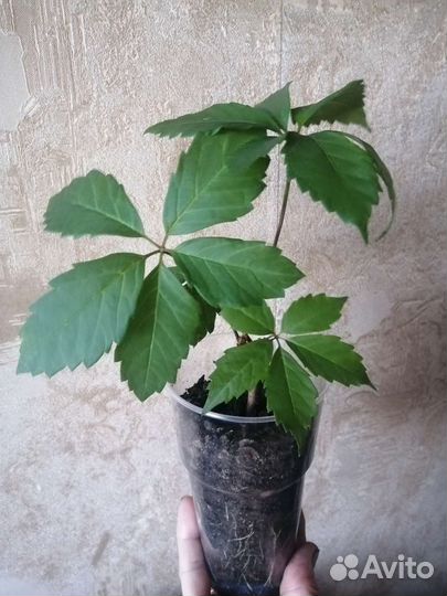 Девичий виноград, пеперомия