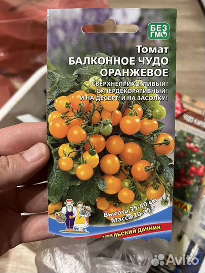 Рассада помидор черри