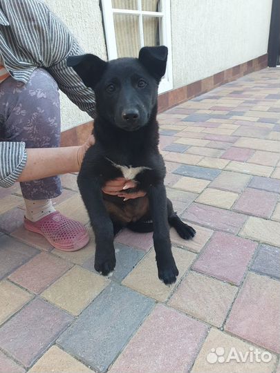 Отдам в добрые руки 2х месячного щенка-девочку