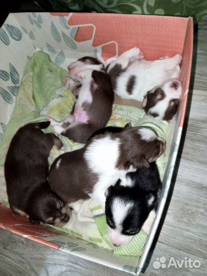 Русский той-терьер мини