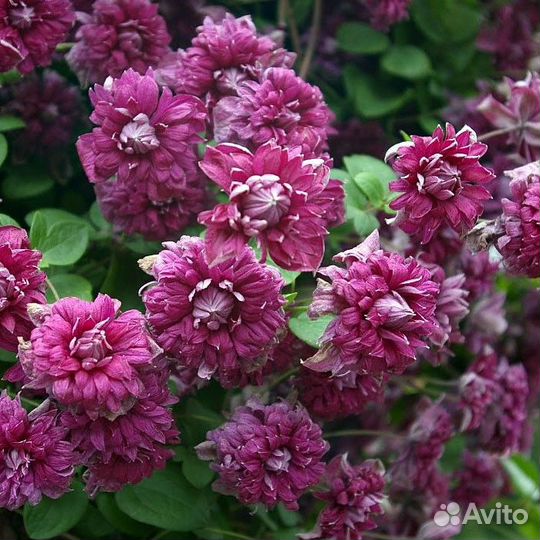 Саженцы клематиса