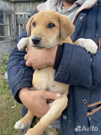 Щенки в добрые руки даром