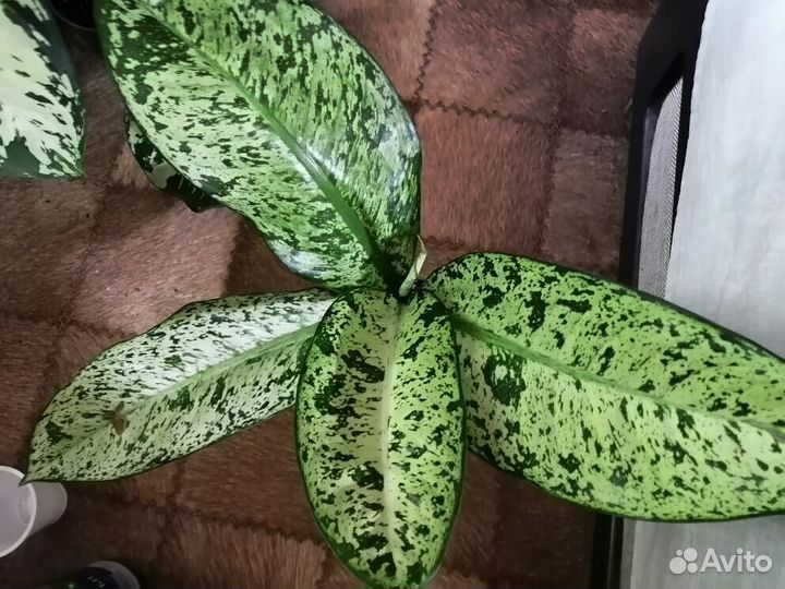 Диффенбахии красивые