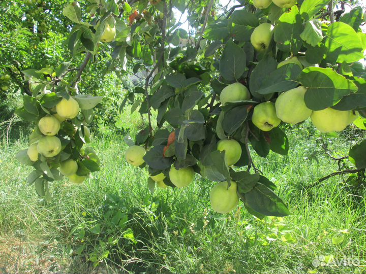 Айва грушевая,яблочная