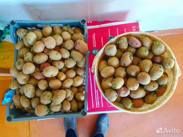 Семенной картофель