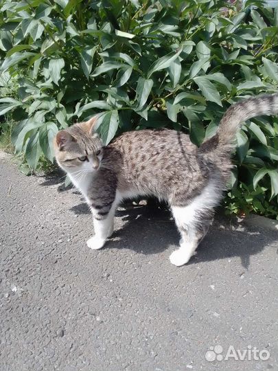 Котик в добрые руки