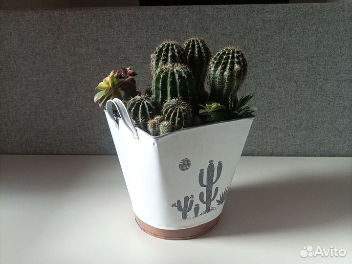 Кактусы и суккуленты, кактус, флорариум