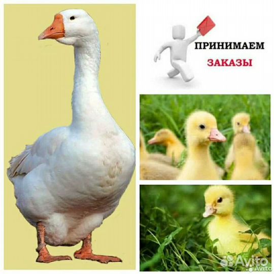 Гусята