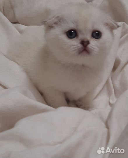 Шотландские котята