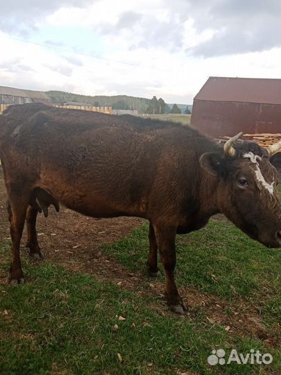 Корова дойная