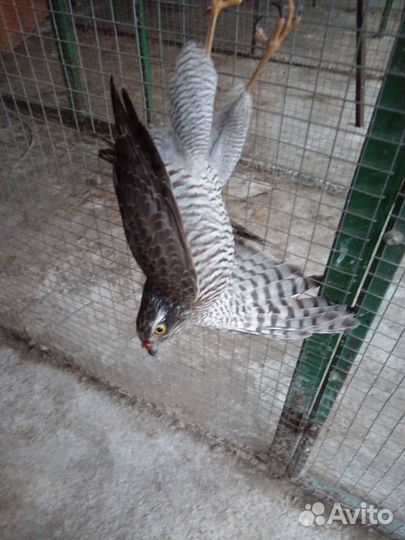 Сокол молодой