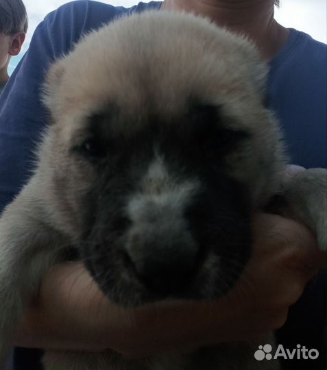 Щенки среднеазиатской овчарки Алабай