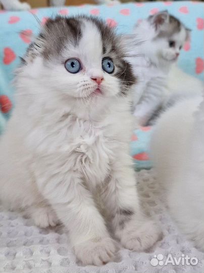 Шотландская