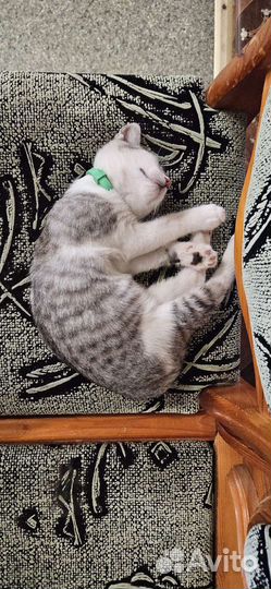 Котенок мальчик