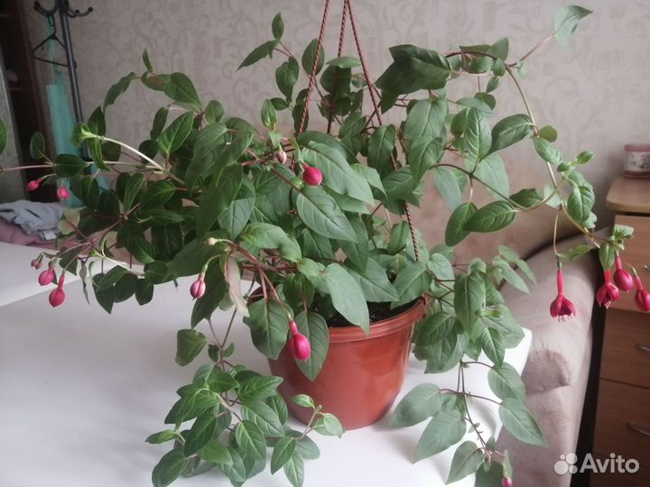 Фуксия Маринка