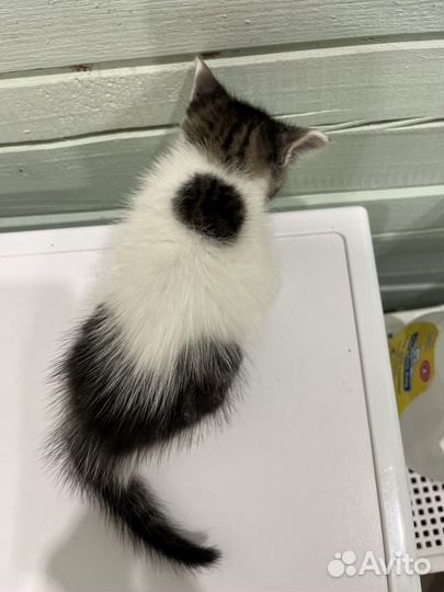 Кошка в дар