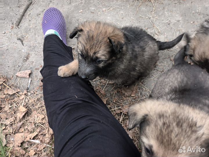 Щенки бесплатно