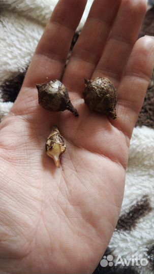 Алоказия блек вельвет