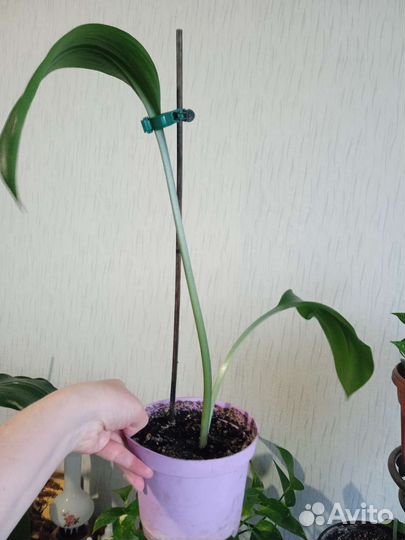 Эухарис амазонская лилия