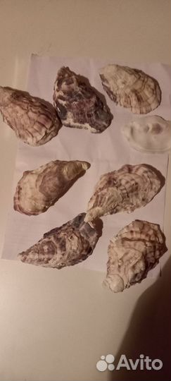 Ракушки морские перламутровые и поделки