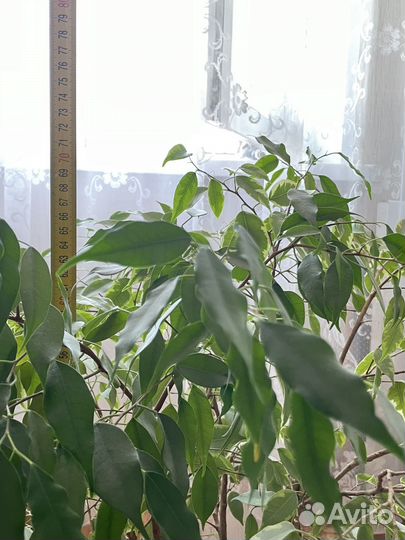 Фикус Бенджамина