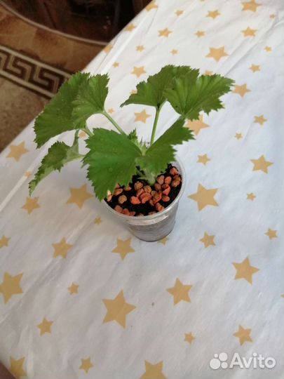 Королевская пеларгония