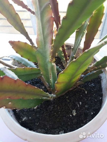 Комнатные растения