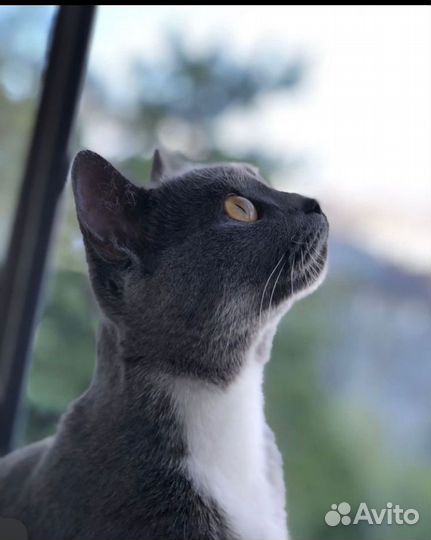 Кошка