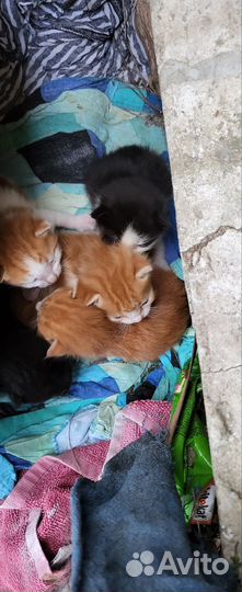 Котята в добрые руки