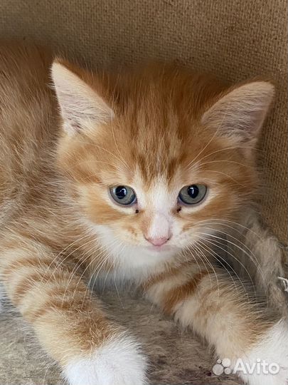 Котики бесплатно