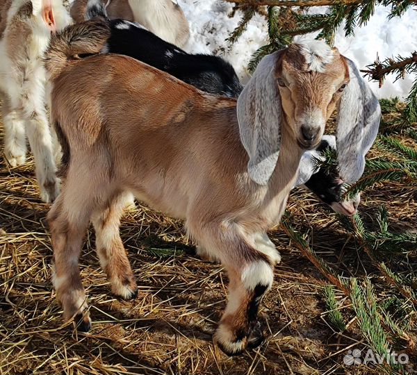 Козочки англо-нубийские