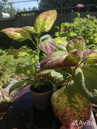 Колеус аватар