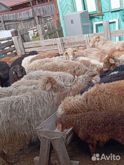 Бараны овцы
