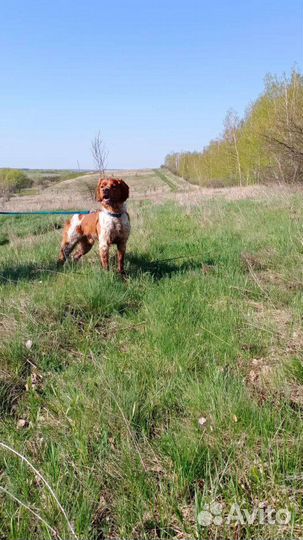 Кобель Эпаньоль Бретон полностью готовый к охоте