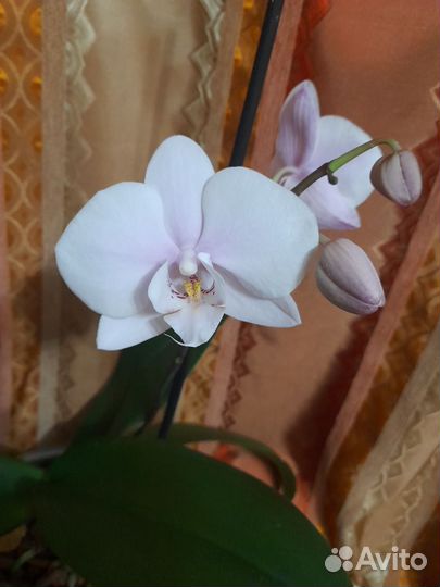 Орхидея фаленопсис