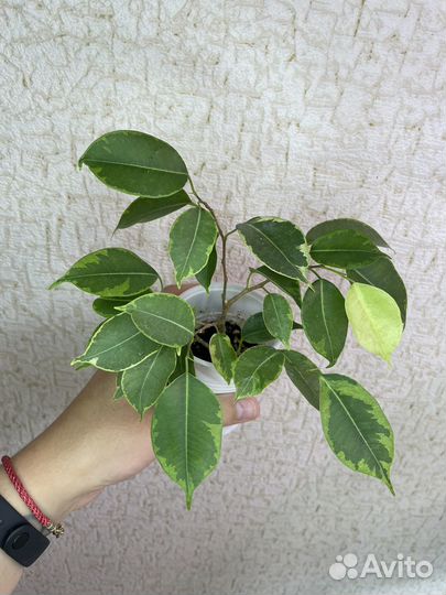 Комнатные растения