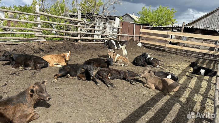 Телки 3 месяца