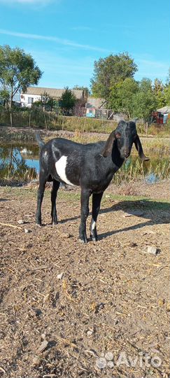 Нубийский козёл и козлик