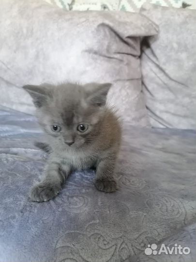 Британские котята