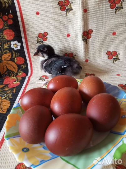 Инкубационное яйцо Маран черно-медный