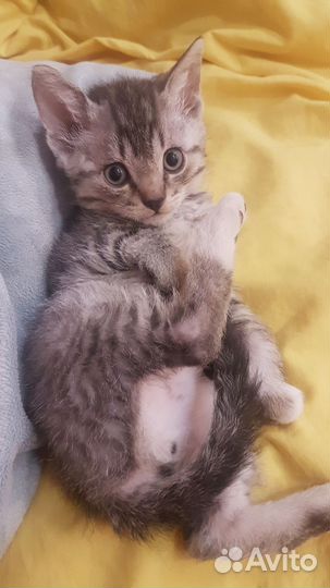 Домашние животные котята