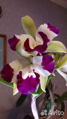 Сортовая орхидея каттлея. Цветёт. Ароматная