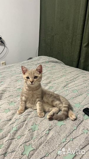 Шотландский кот
