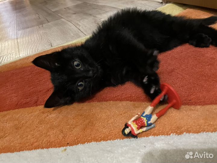 Черный котенок