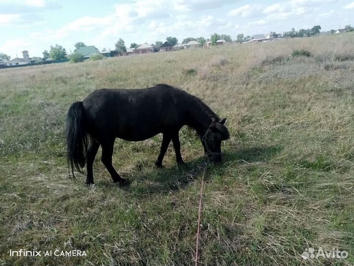 Шетлендская пони. Кобыла. 7 лет