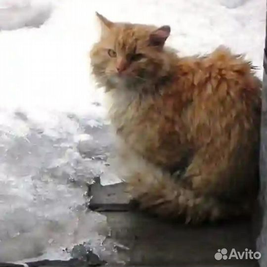 Бездомный котик