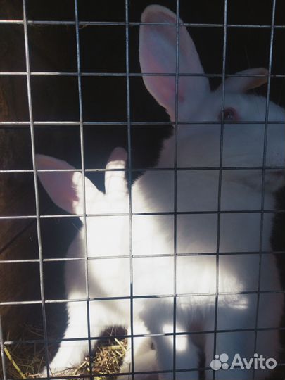 Кролики мясных пород