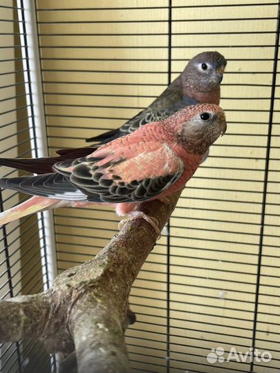 Розовобрюхие попугаи боурки