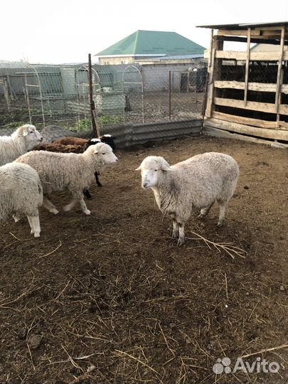 Овцы бараны