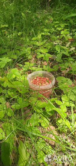 Свежая лесная земляника, черника